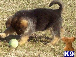 Puppies in GA